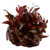 023C TC Alternanthera reineckii 'Mini'